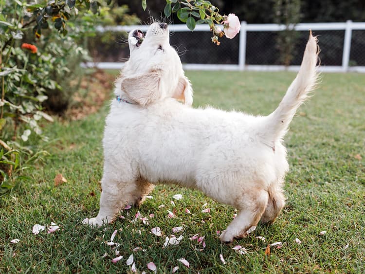 How to Train Your Puppy to Stop Barking as Soon as Possible