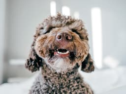 Why Are My Dog’s Teeth Chattering and What to Do