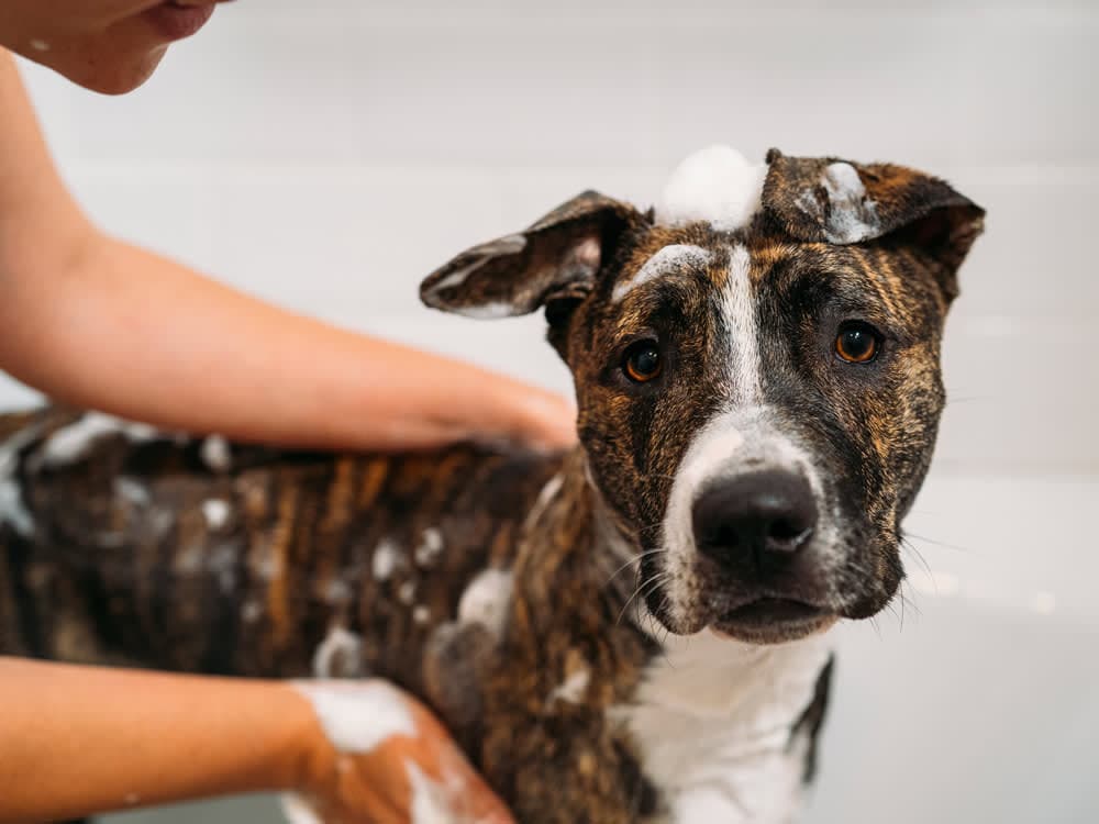 Does Dawn Get Rid of Fleas?