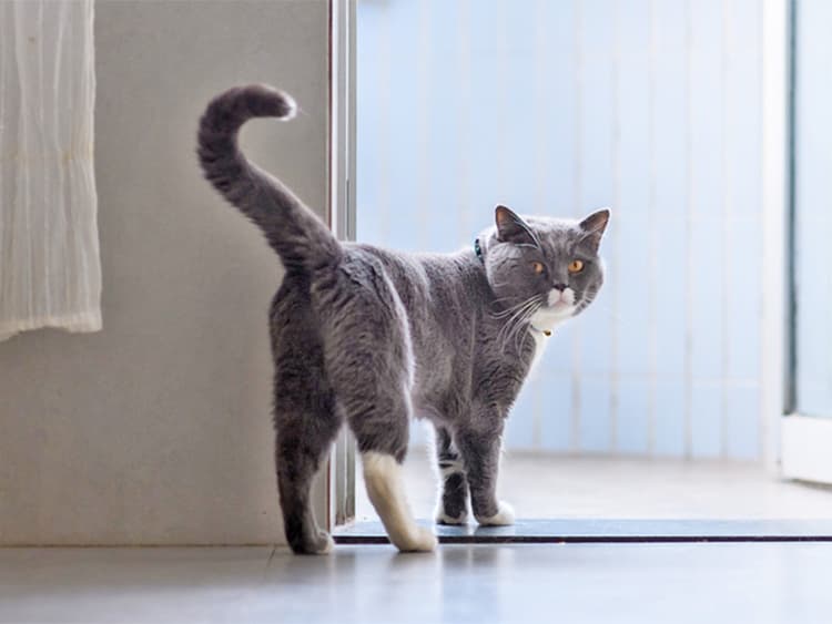 How to Stop Your Cat From Spraying