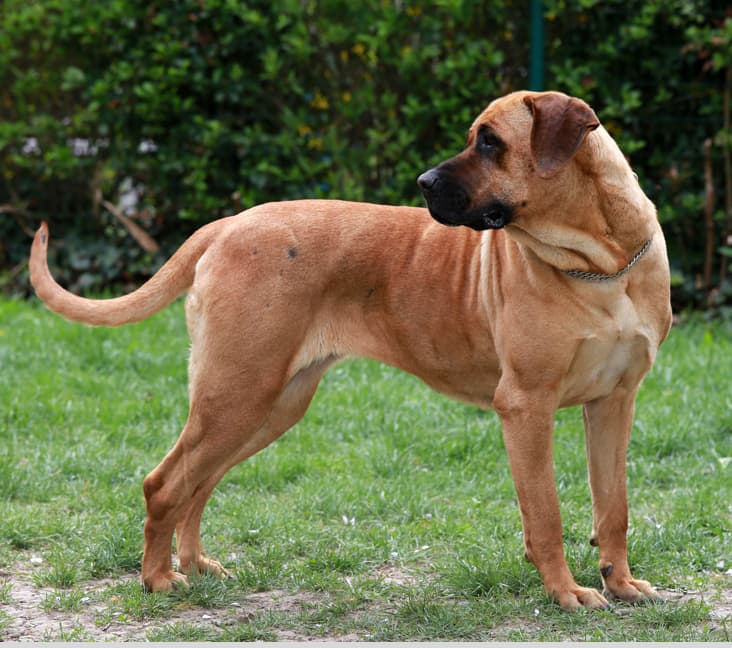 A purebred Tosa Inu dog standing in the grass.