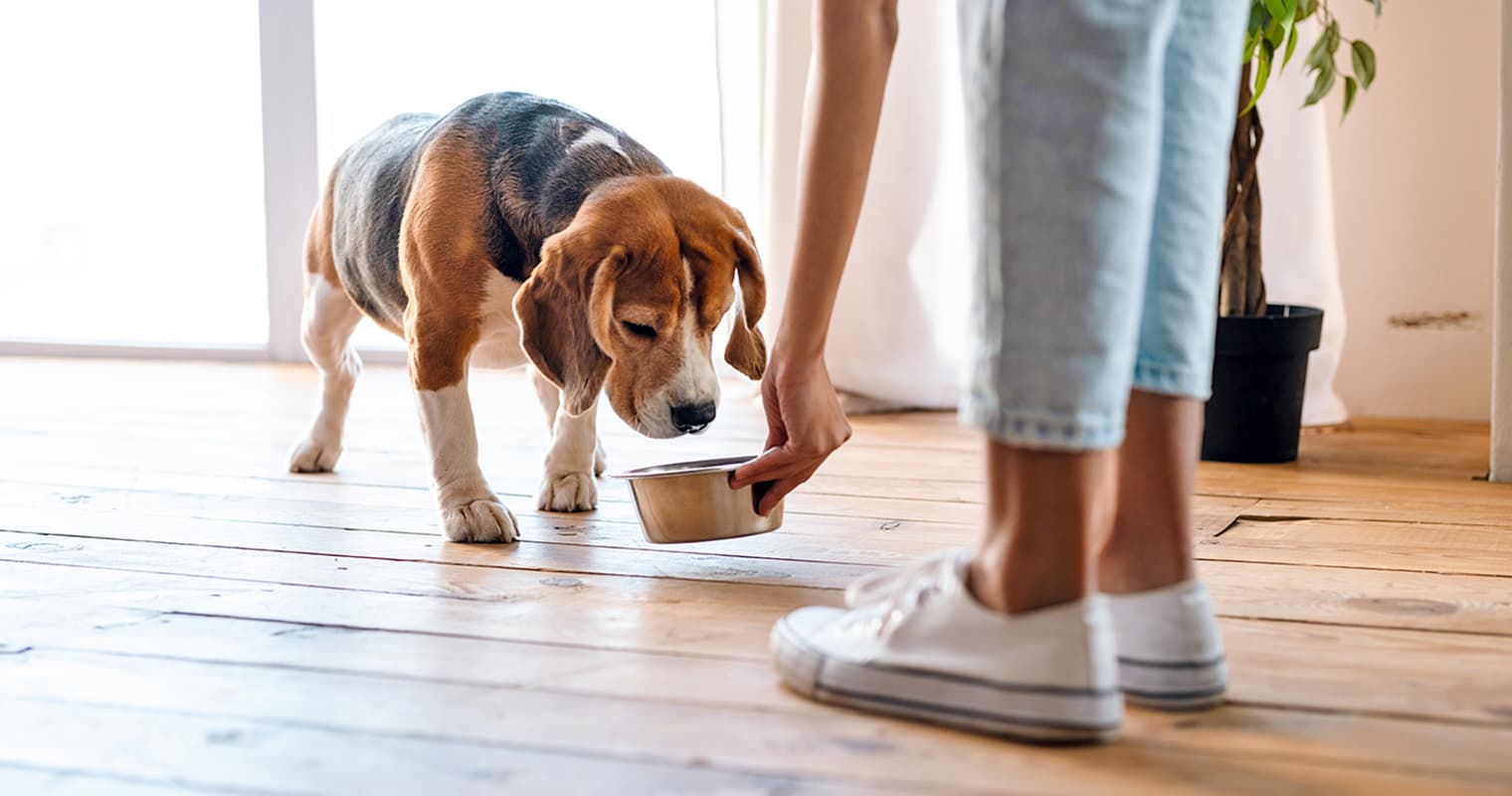 What’s a Good Feeding Schedule for My New Dog?