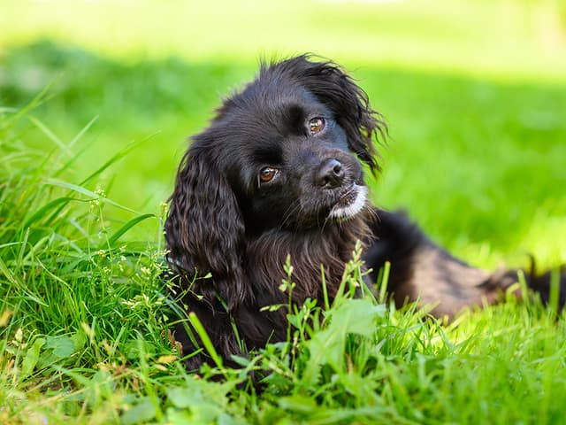 Is My Dog’s Poop Normal?