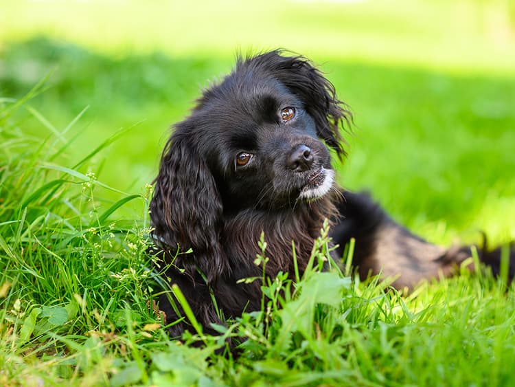 Is My Dog’s Poop Normal?