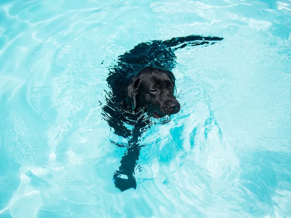 black labrador in water