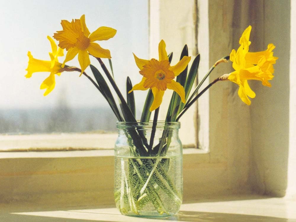 daffodils