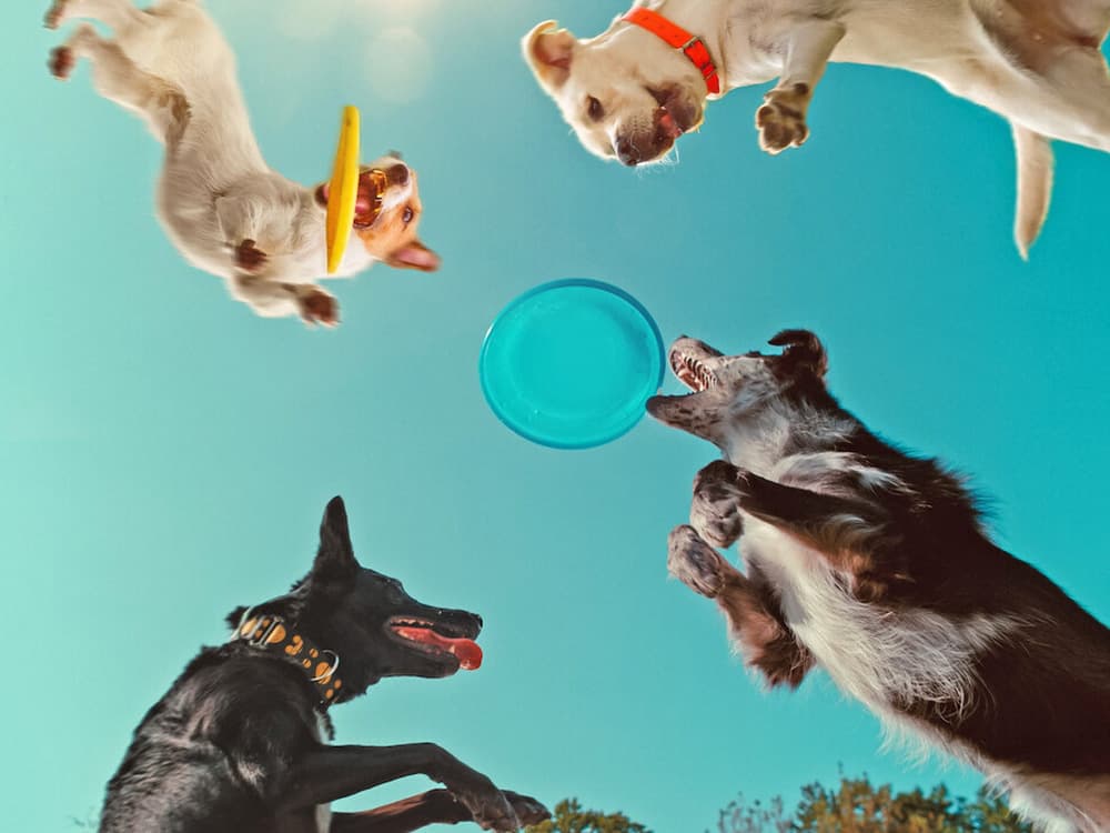 *Inside the Mind of a Dog* Is Worth the Watch for Anyone Obsessed With Pups