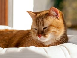 6 Ways Your Cat Could Tell You They Are in Pain
