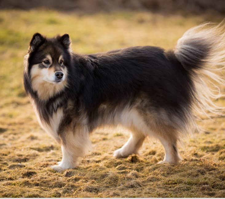 A purebred Finnish Lapphund dog standing in the grass.