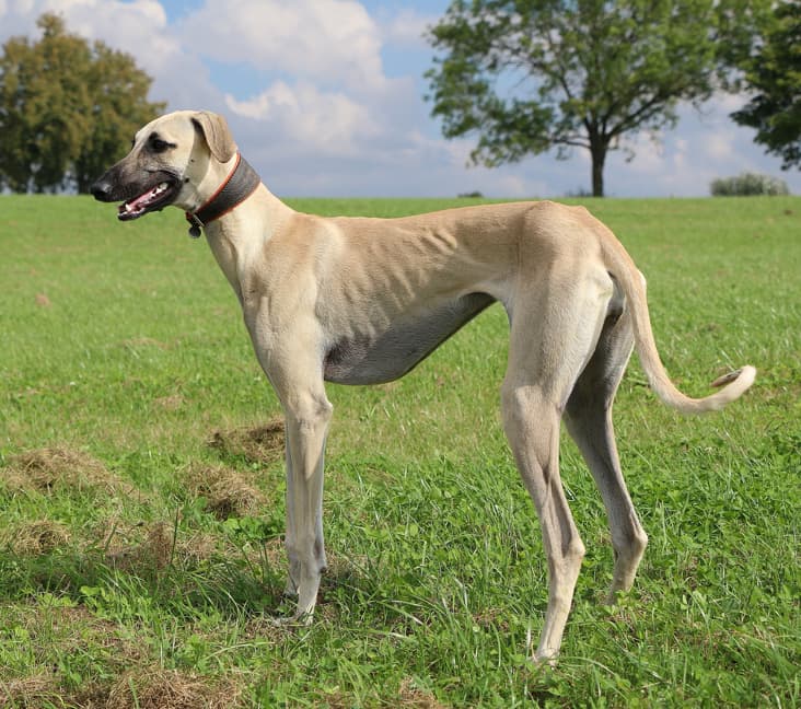 A purebred Sloughi dog standing in the grass.