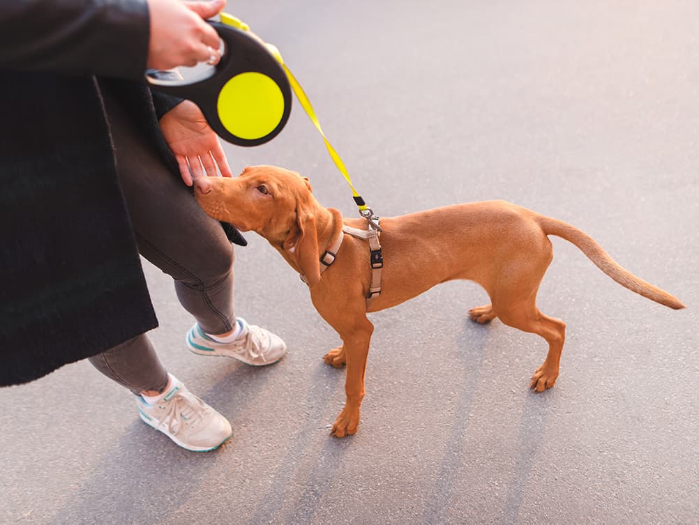 How to Potty Train a New Puppy
