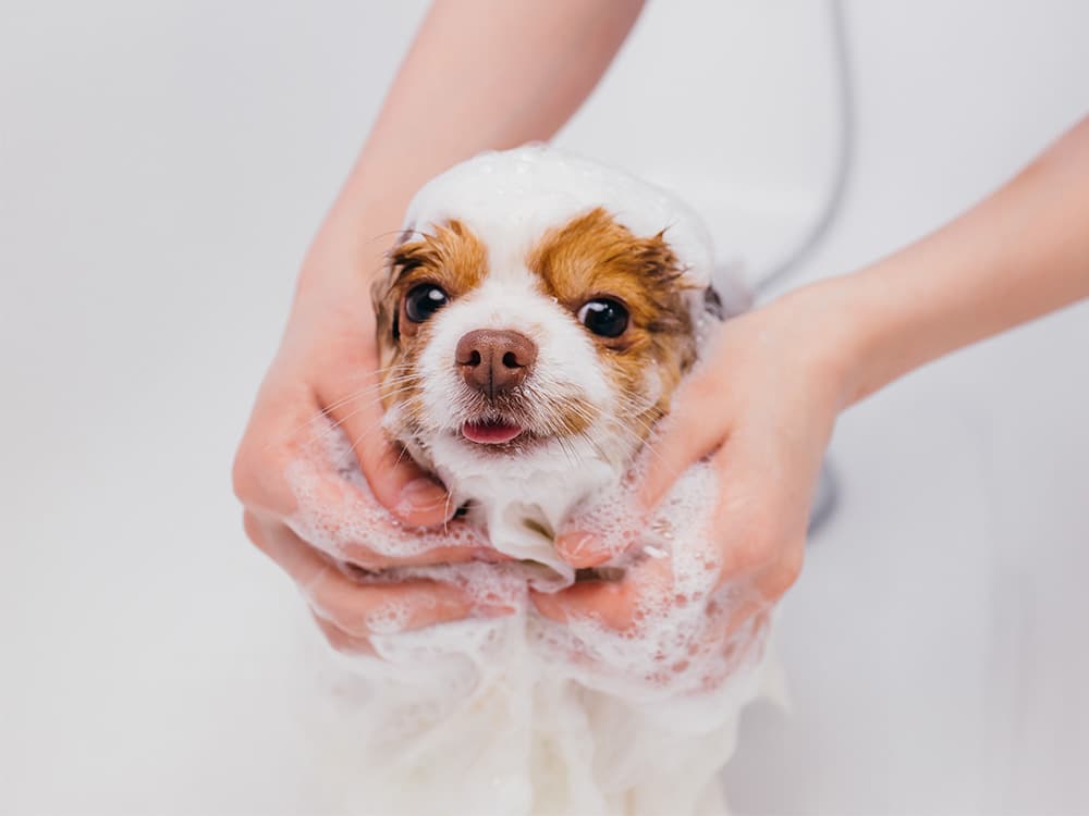 dog getting shower