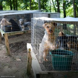 Congress Orders the Department of Veteran Affairs to Stop Testing on Cats and Dogs