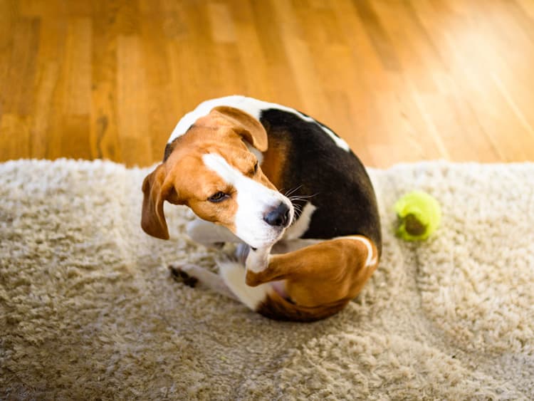 Mange in Dogs: Causes, Symptoms, and Treatment for the Canine Skin Condition