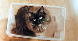 170+ Names for Your Newly Adopted Ragdoll Cat