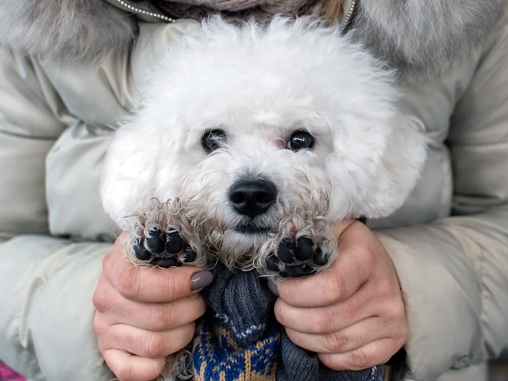 bichon frise