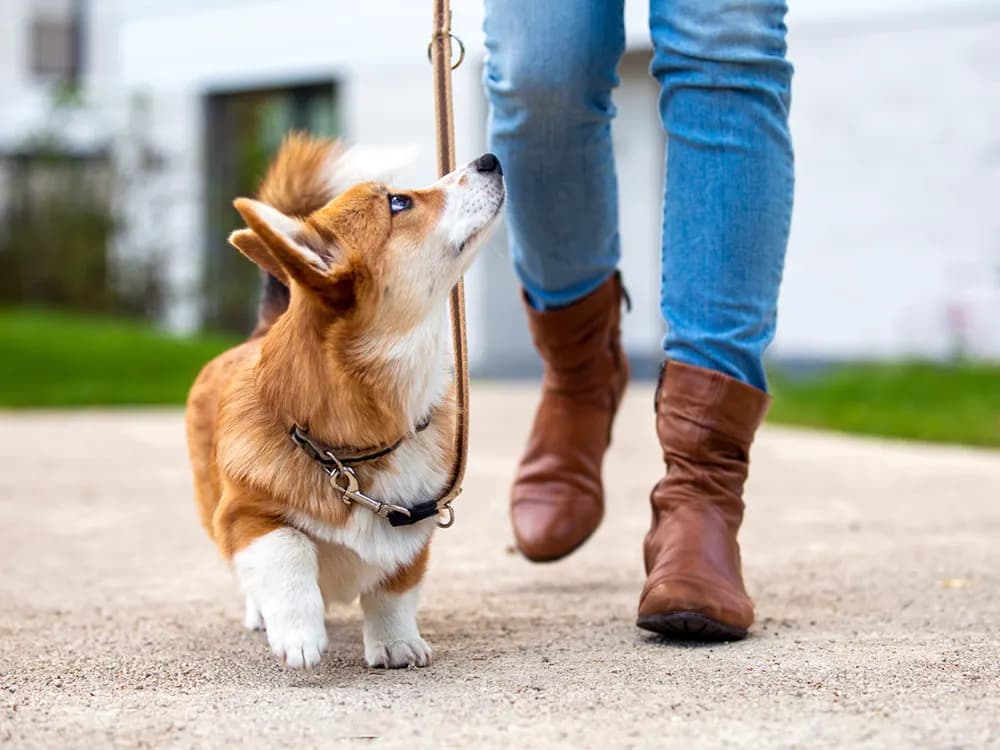 corgi outside on a leash