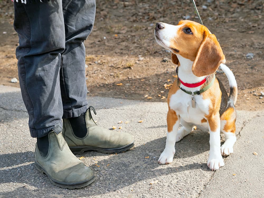 6 Signs Your Dog Would Be Happier With More Routine in Their Life
