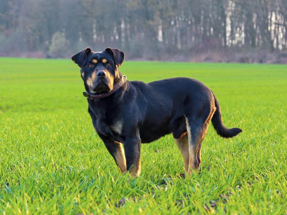 Rottweiler and Mastiff mixed breed dog outside.