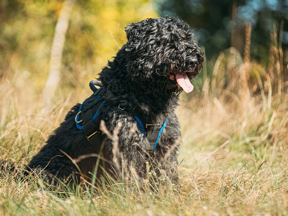 Bouvier des Flandres sitting outdoor in dry grass in sunny autumn day