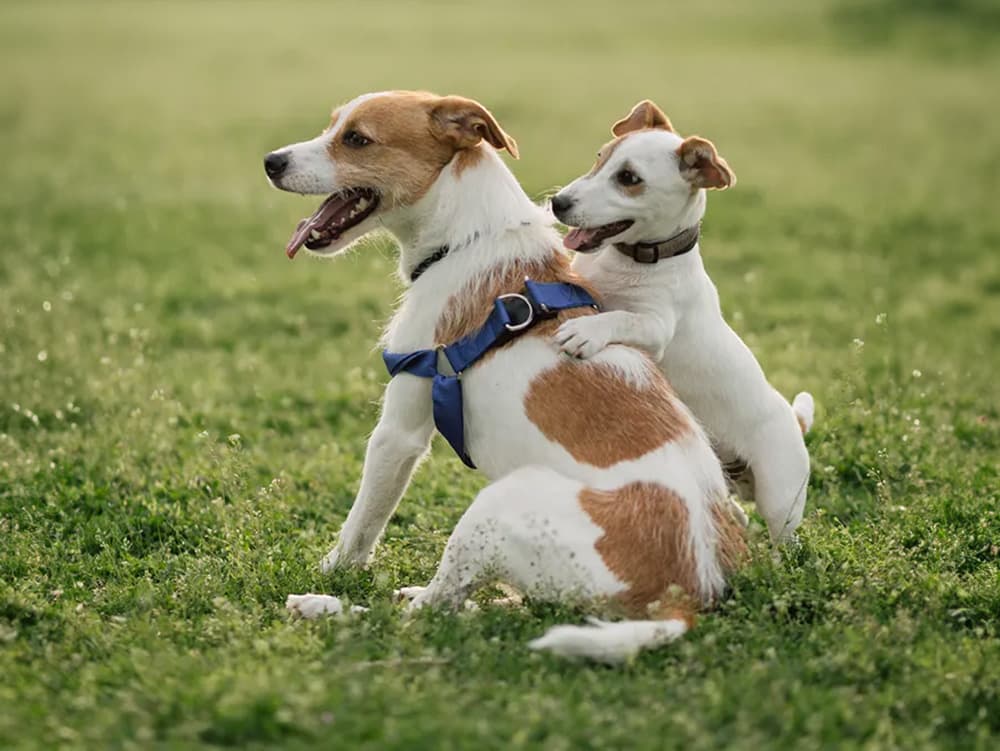 small dog mounting larger dog