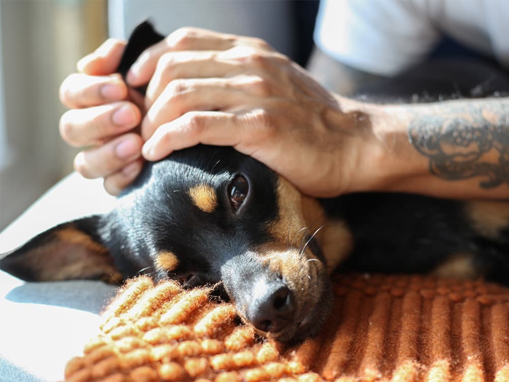 Man's Hand On Dog's Head