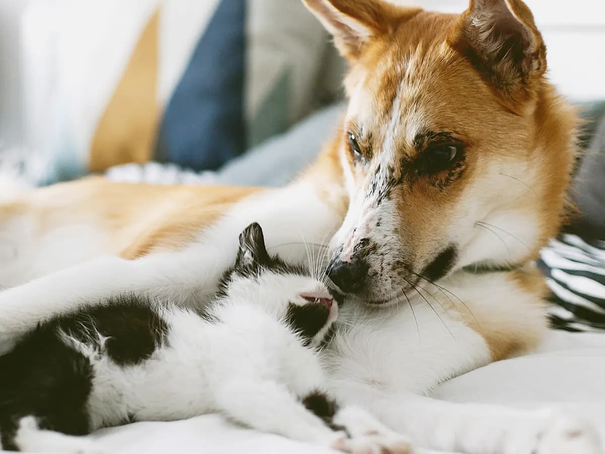 Dog looking at small kitten
