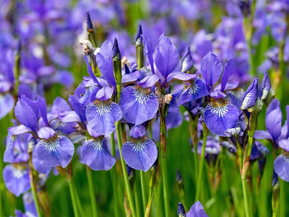 iris flower