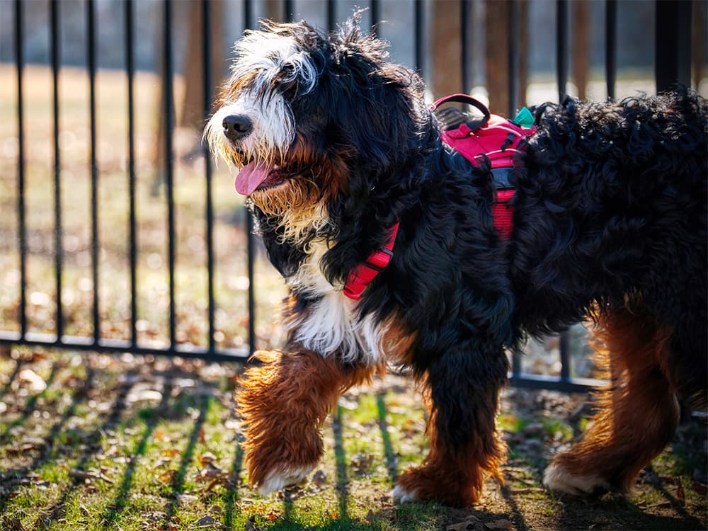 Bernedoodle dog in park