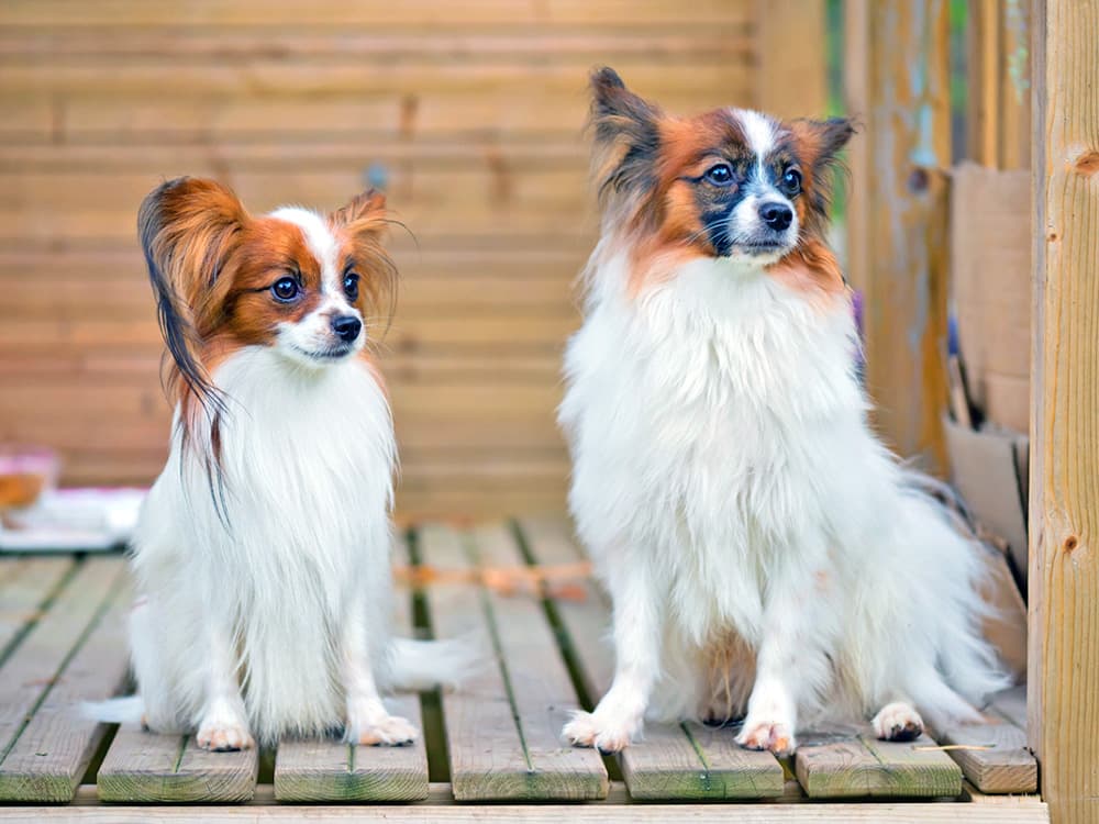 small low maintenance papillon dogs