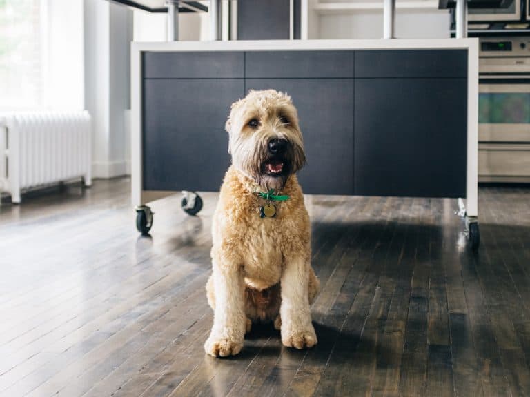 soft coated wheaten terrier in kitchen