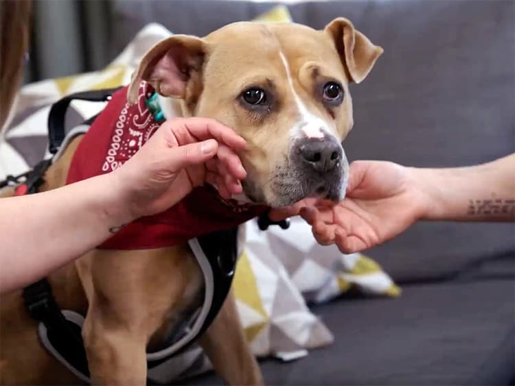 *Saving Jones* Is an Essential Rescue Documentary—How You Can Make Sure More People See It