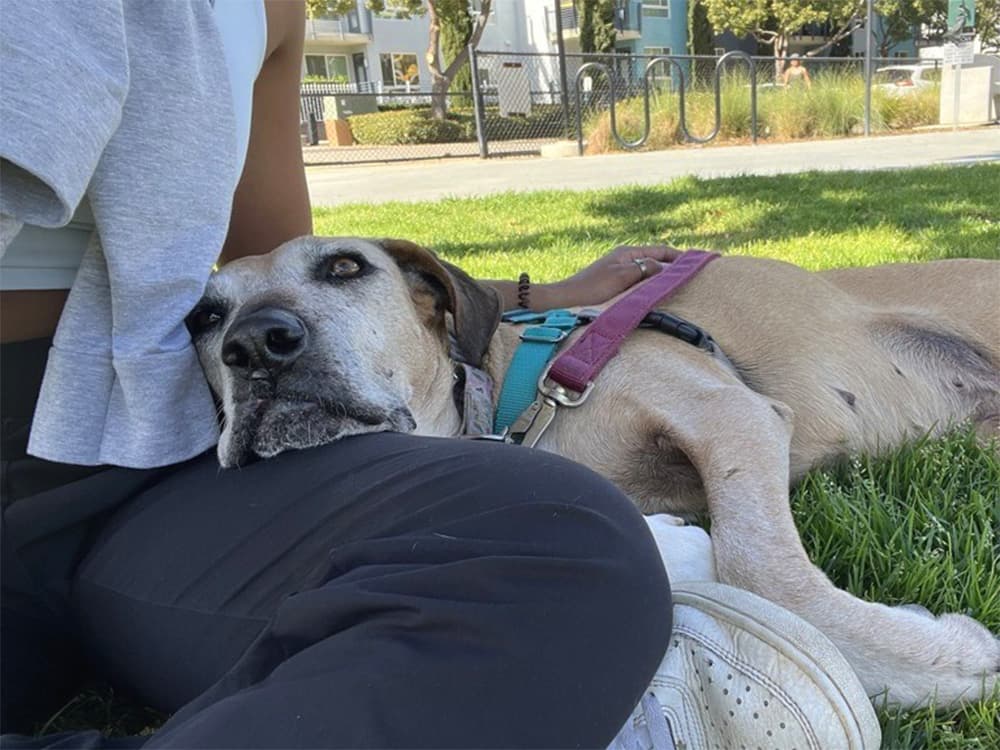 dog resting on someone's lap outside