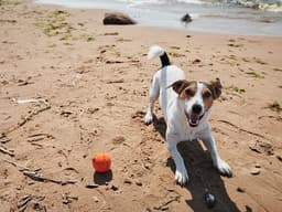 A Tail-Wagging Dog Isn’t Always a Happy Dog