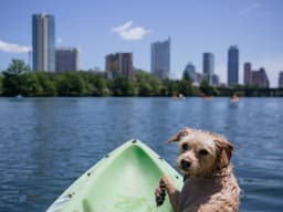 How to Visit Dog-Friendly Austin with Your Pup