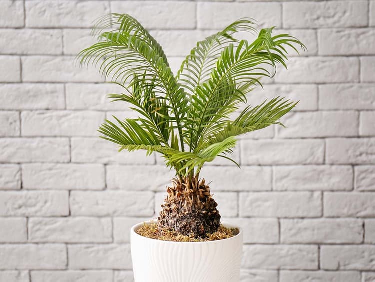 Two Georgia Dogs Died After Consuming the Toxic Sago Palm