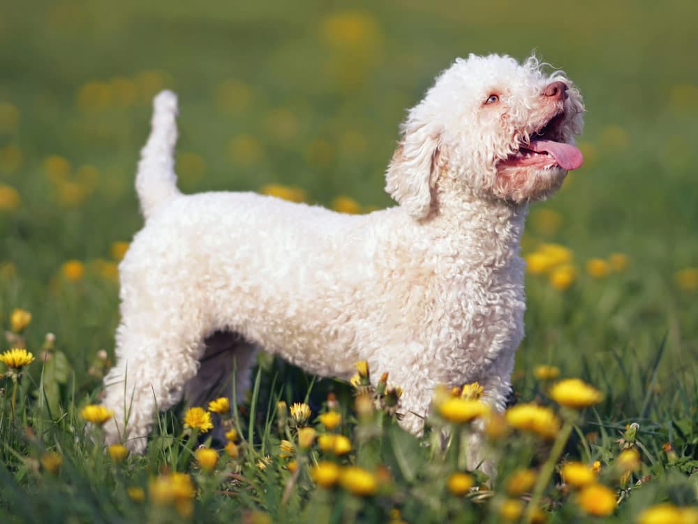 Orange and white Lagotto Romagnolo puppy standing in a green grass with yellow dandelion flowers in spring