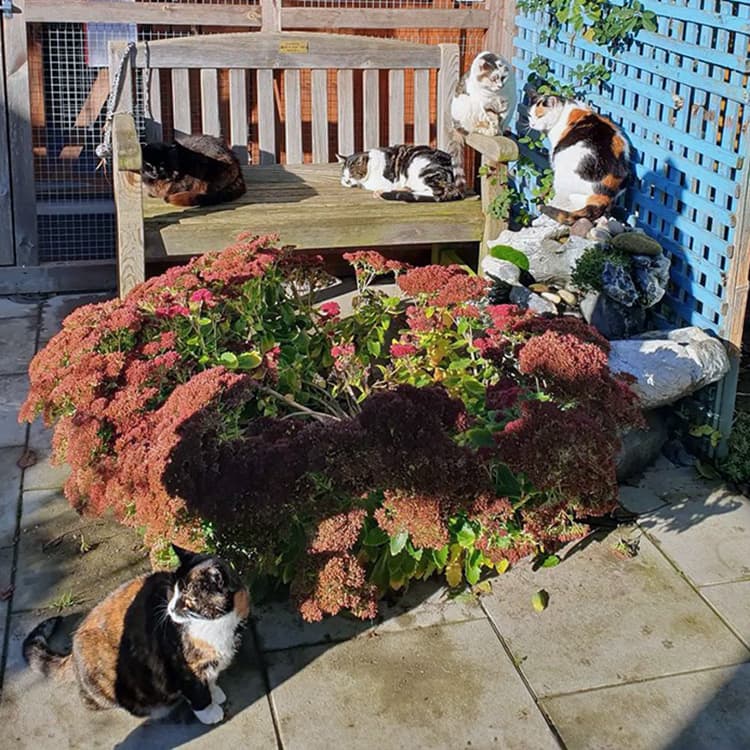 Senior Cat Sanctuaries Are the Retirement Homes Aging Kitties Deserve