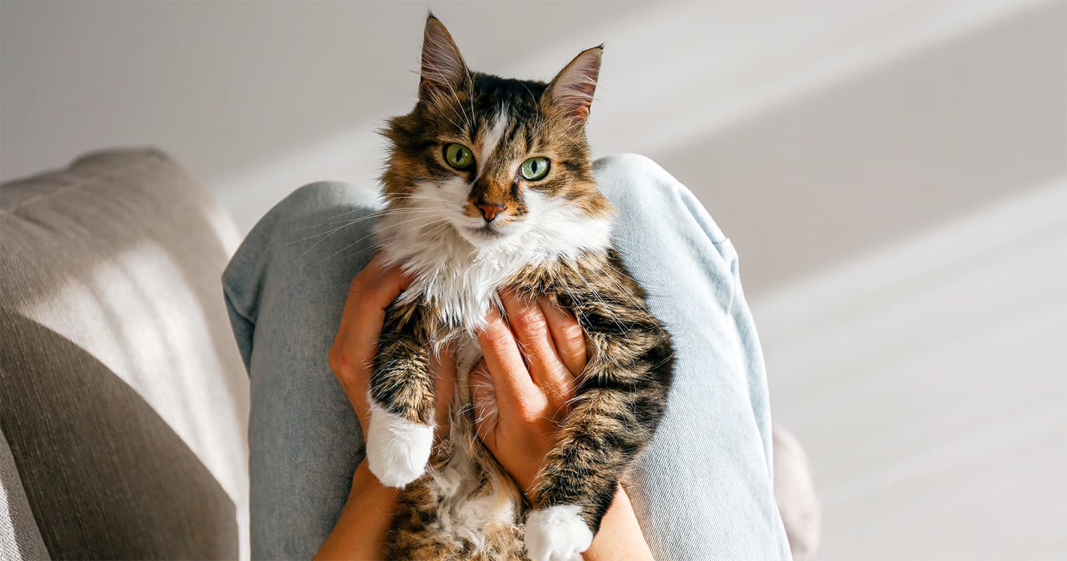 How Can I Tell If a Stray Cat is Pregnant?