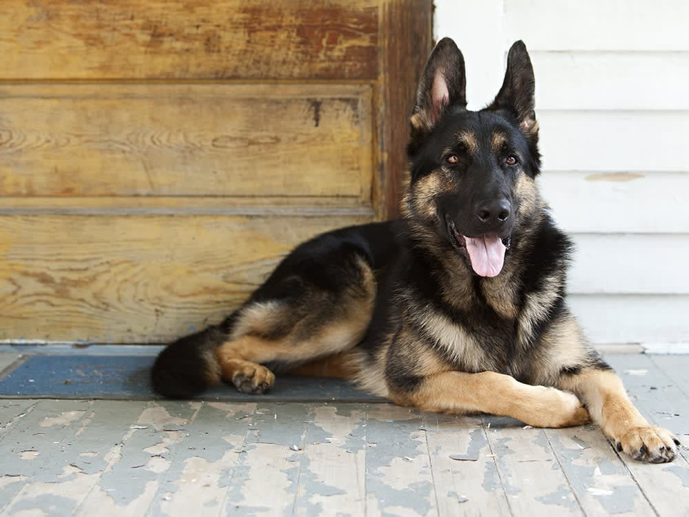 german shepherd on porch