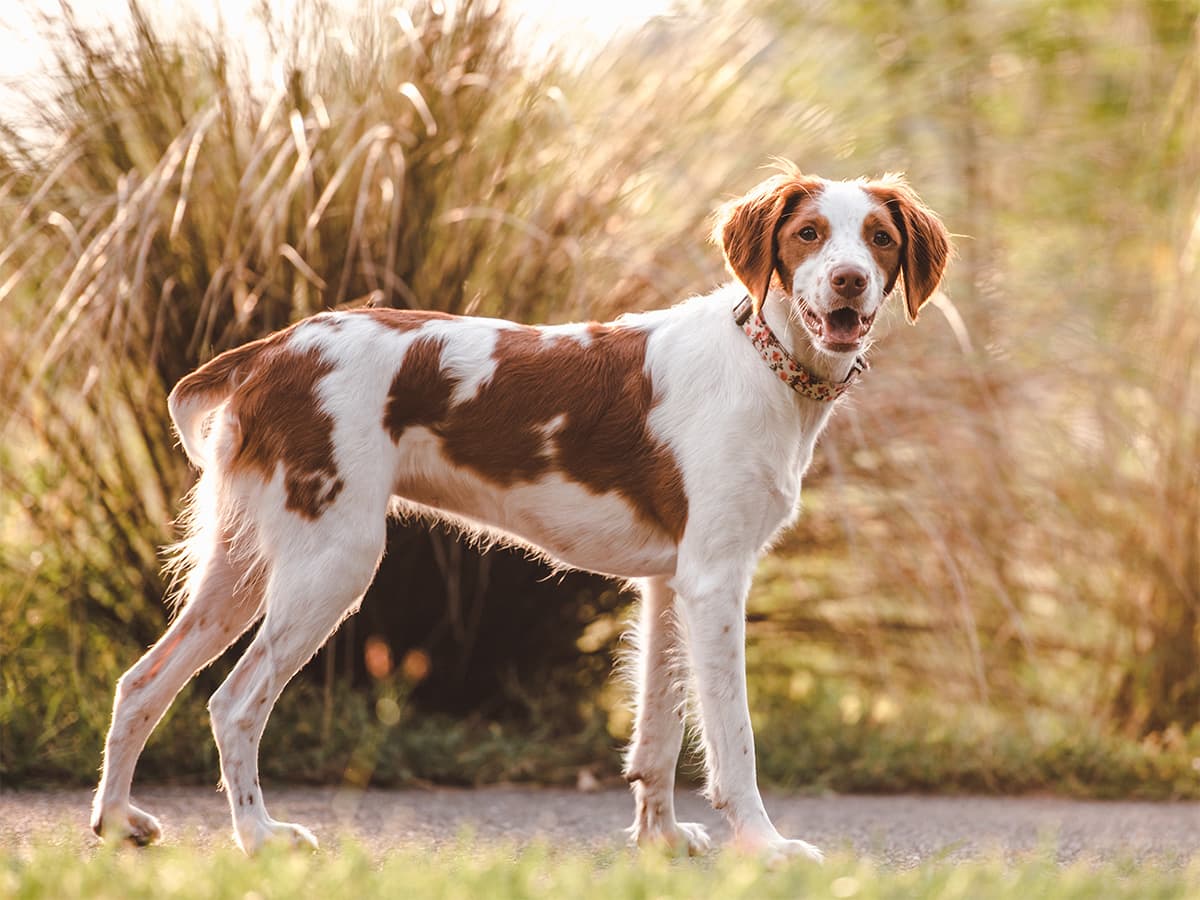 Piebald red and white cute dog along lake