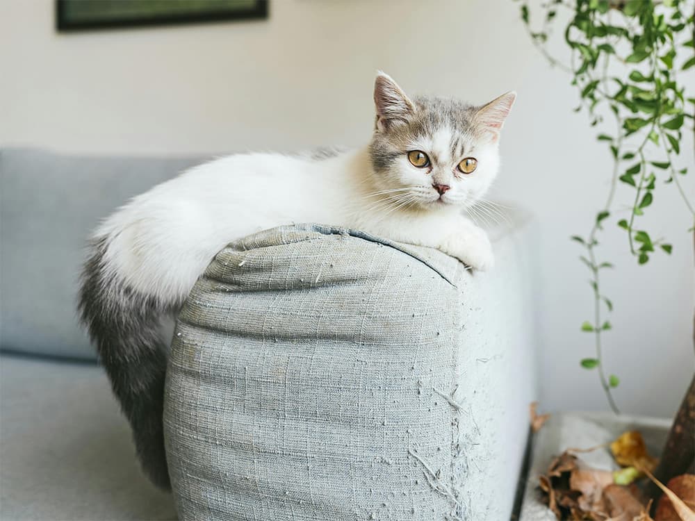 cat with dwarfism leaning over a couch