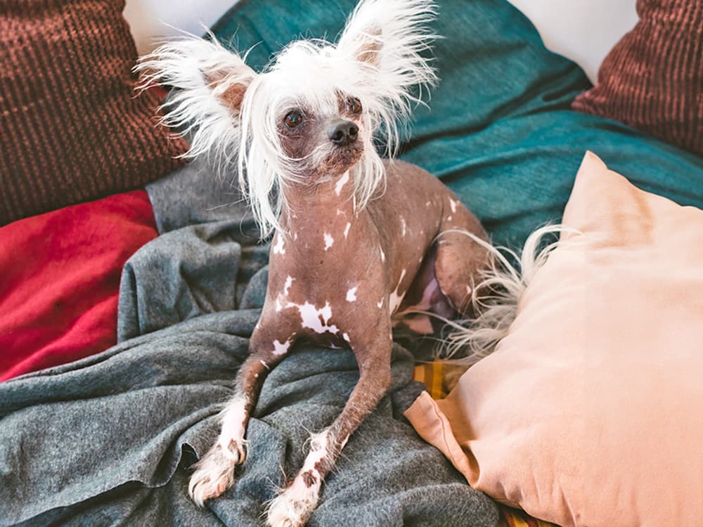 Chinese crested dog on blankets