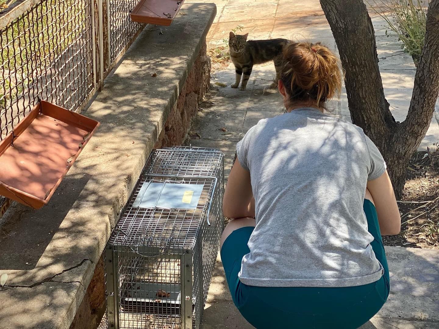 woman coaxing stray cat for trapping and neutering