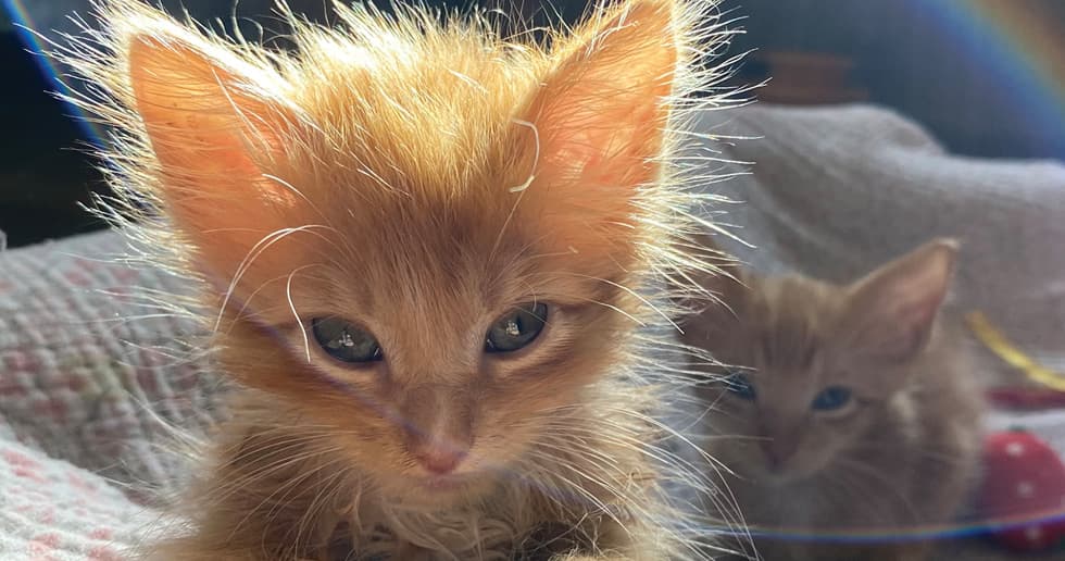 ally cat allies two kittens