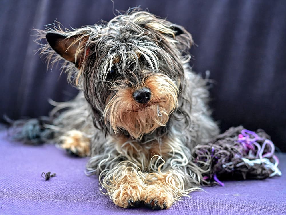 Yorkipoo with curly hair