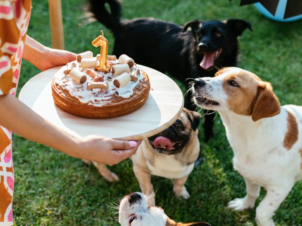 Dog Birthday Party