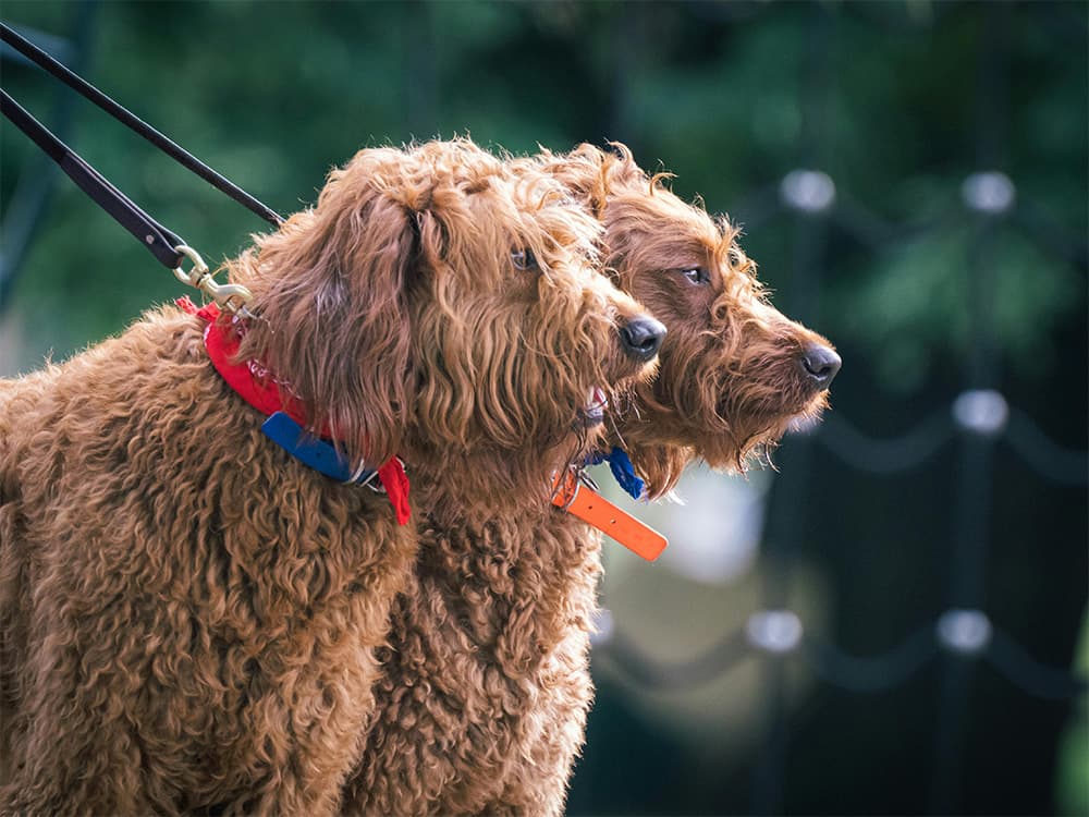 Labradoodle dogs on leash