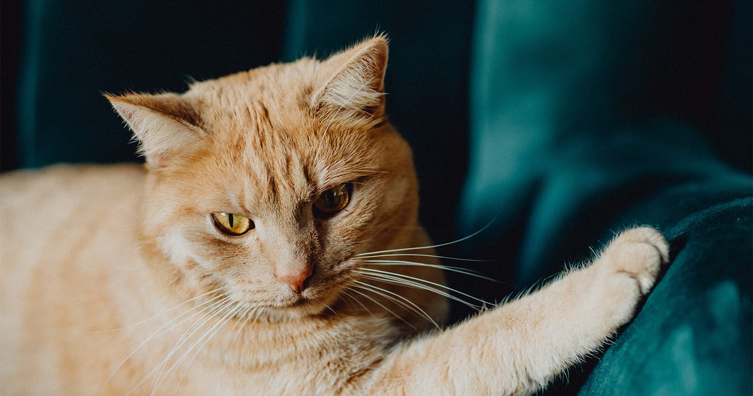 How Do You Stop Cats from Scratching Furniture?