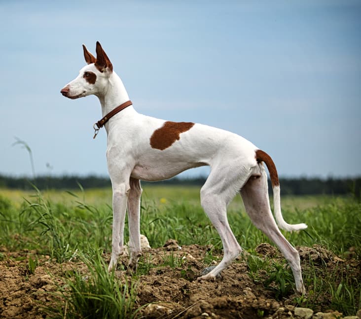 A purebred Ibizan Hound dog standing in a field.